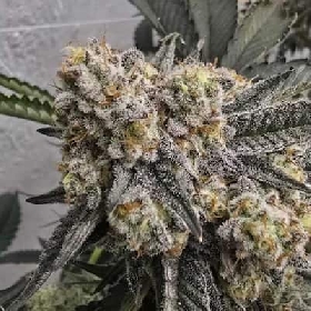 Zchupz > Bask Triangle Farms